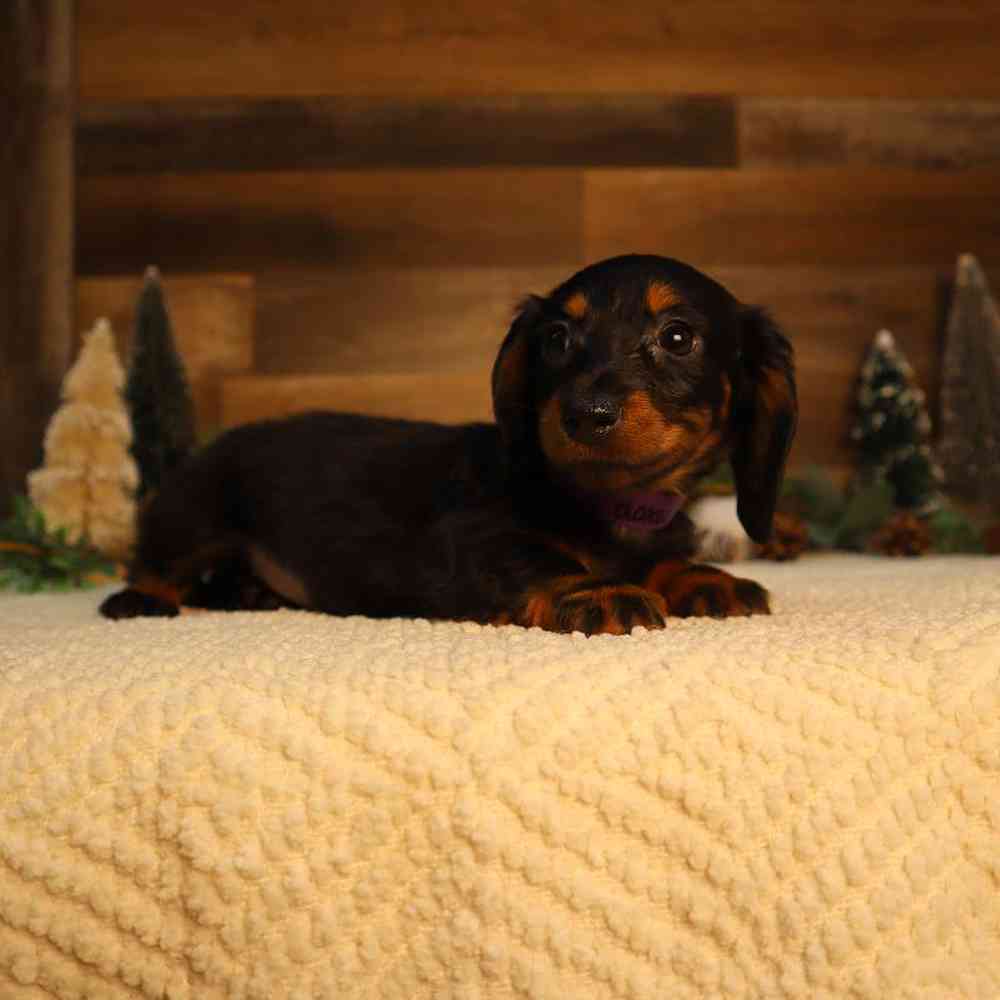 Female Dachshund Puppy for Sale in Blaine, MN