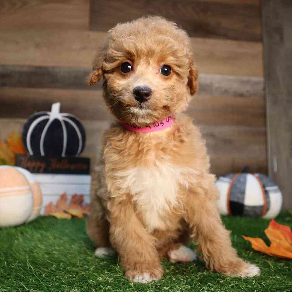 carousel pet images