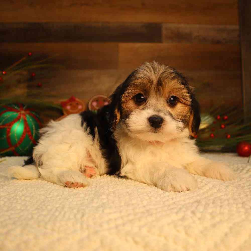 Male Morkie Puppy for Sale in Blaine, MN