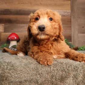 Mini Goldendoodle 2nd Gen