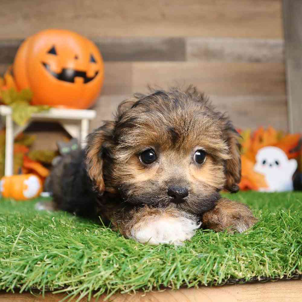 Female Shipoo Puppy for Sale in Blaine, MN