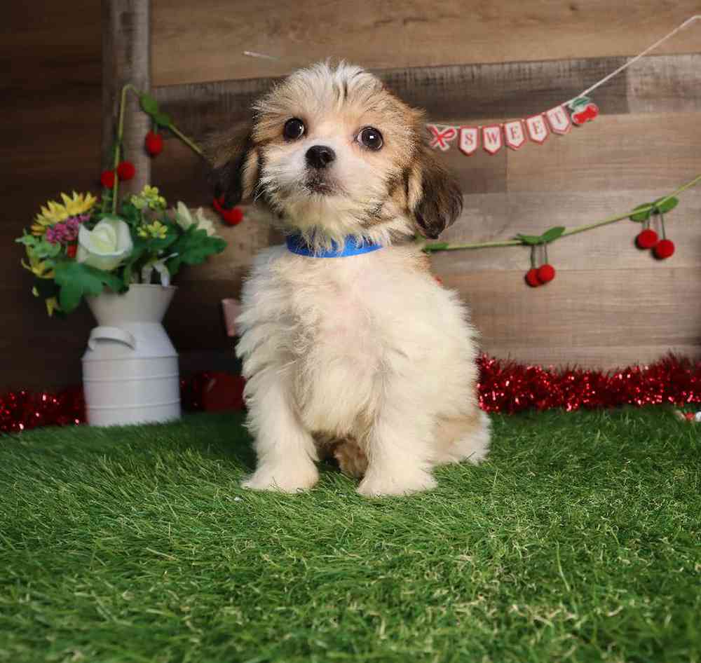 carousel pet images