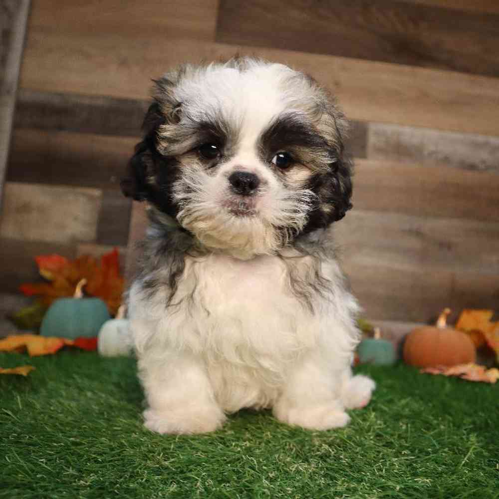 carousel pet images