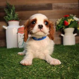 Cavalier King Charles Spaniel
