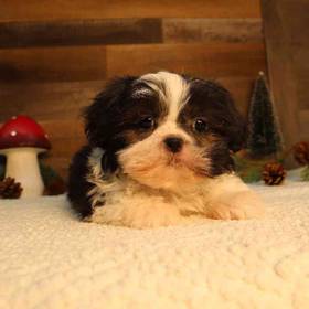 Shih Tzu