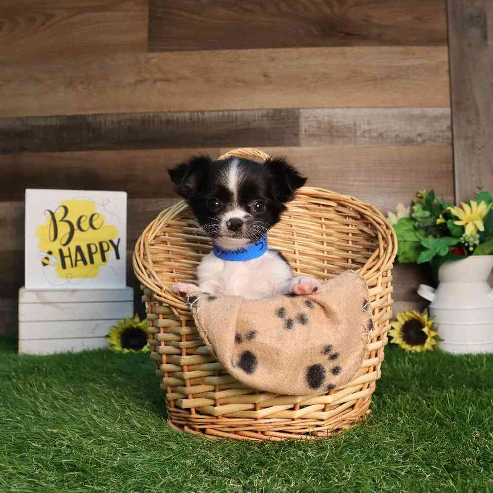Image of a pet breed in the gallery