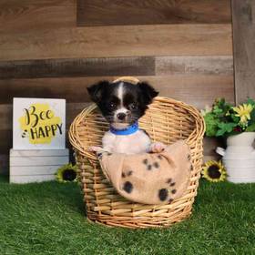 Chihuahua
