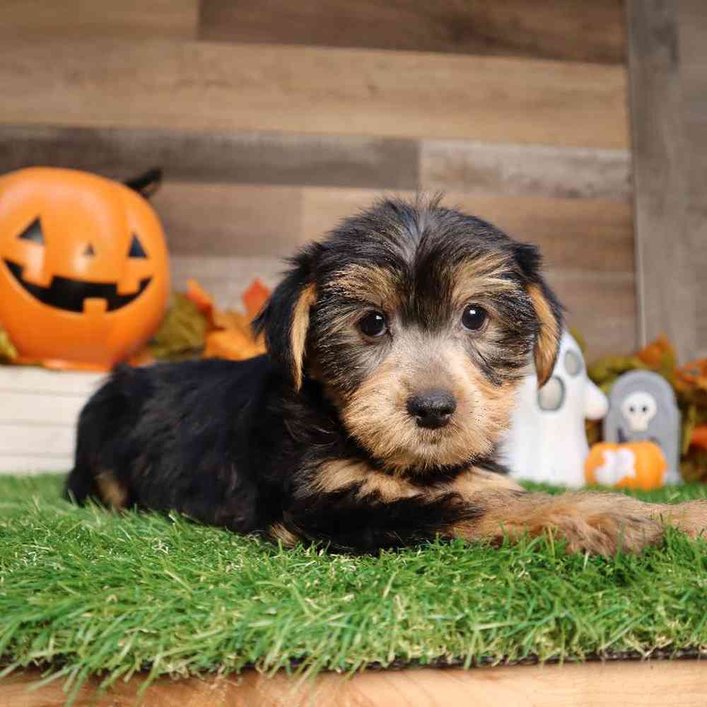 Male Yorkshire Terrier Puppy for Sale in Blaine, MN