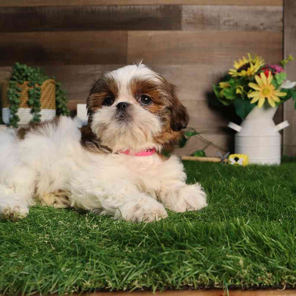 Female Shih Tzu Puppy for Sale in Blaine, MN