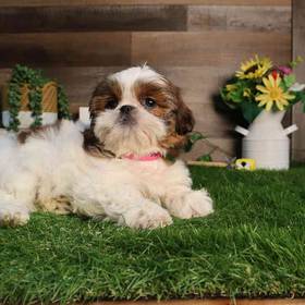 Shih Tzu