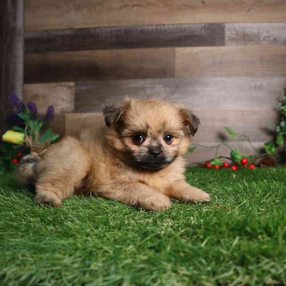 carousel pet images