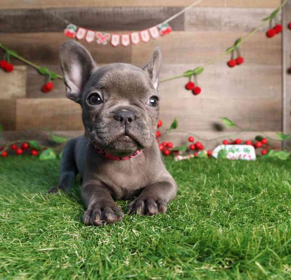 carousel pet images