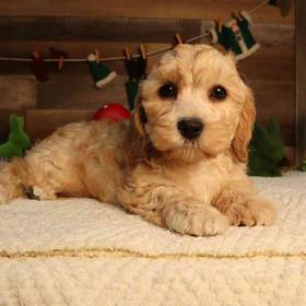 Cavapoo