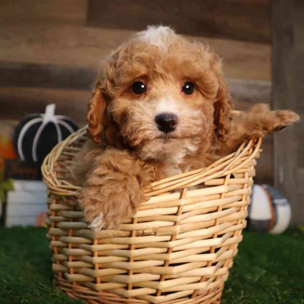 Male Mini Poodle Puppy for Sale in Blaine, MN