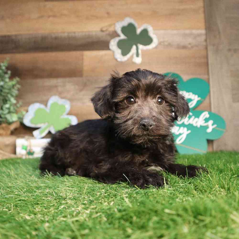 Male Yorkie-Poo Puppy for Sale in Blaine, MN