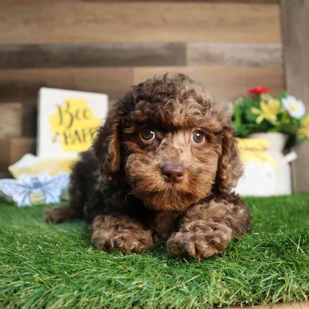 carousel pet images