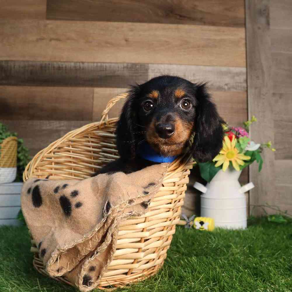 Male Dachshund Puppy for Sale in Blaine, MN