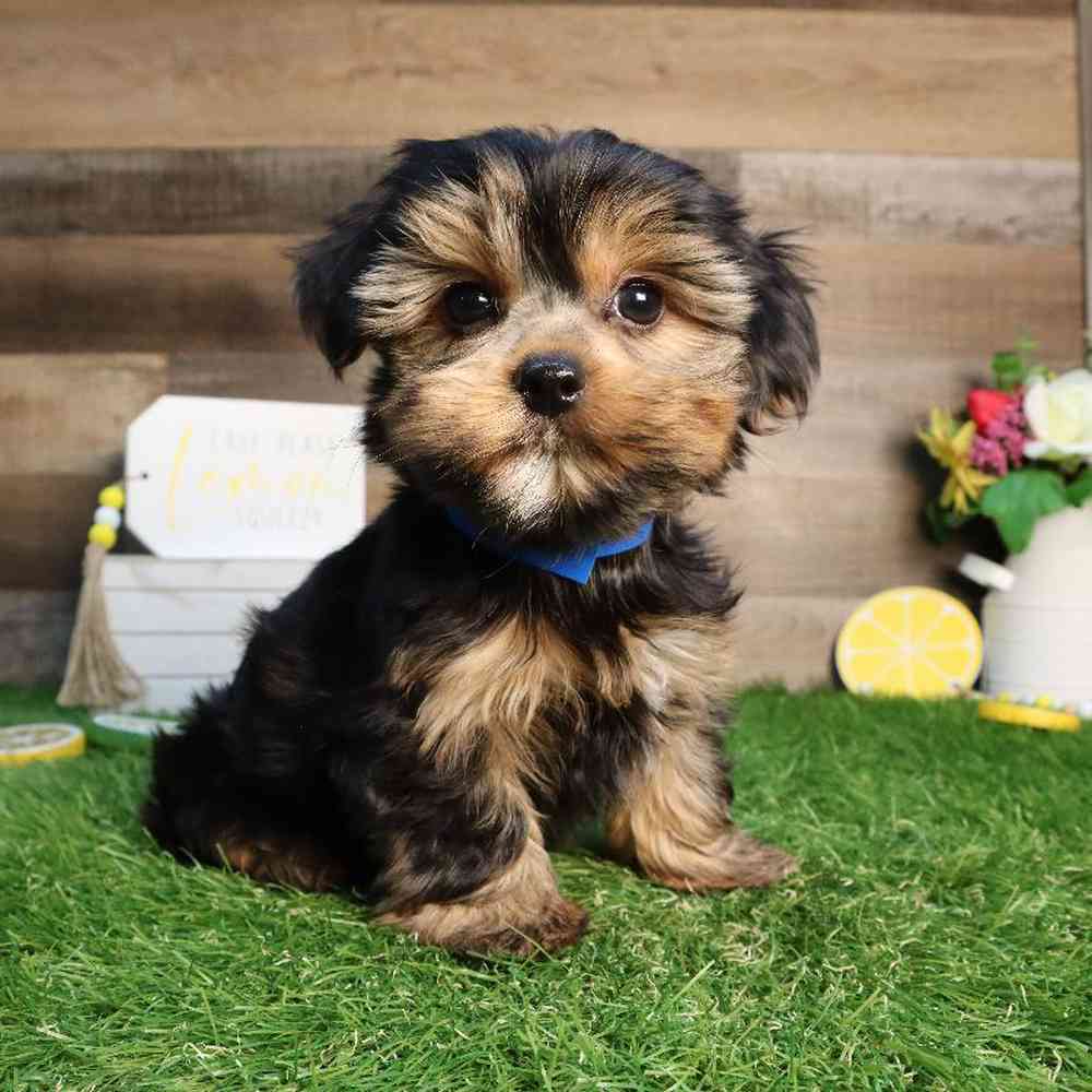 Male Yorkshire Terrier Puppy for Sale in Blaine, MN