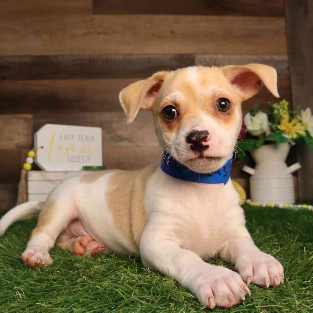 Male Chihuahua Puppy for Sale in Blaine, MN