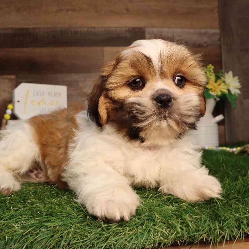 Male Shih Tzu Puppy for Sale in Blaine, MN