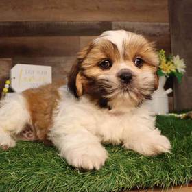 Shih Tzu
