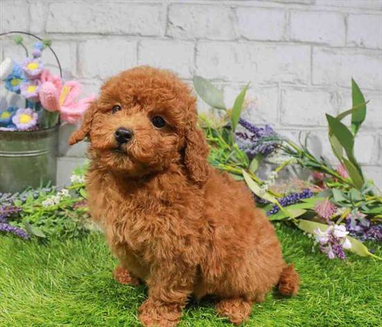 Mini Goldendoodle 2nd Gen