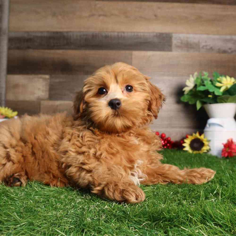 carousel pet images