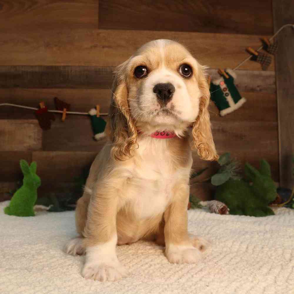 Image of a pet breed in the gallery