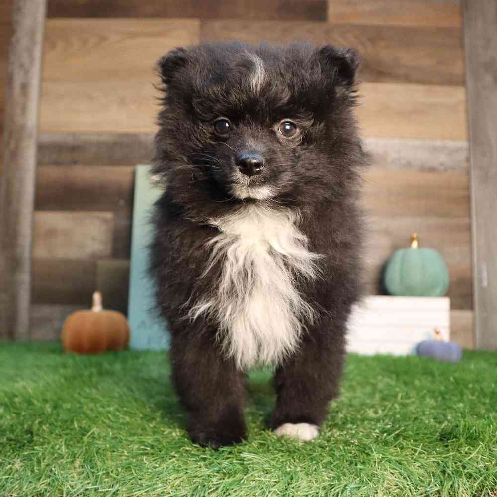 Image of a pet breed in the gallery