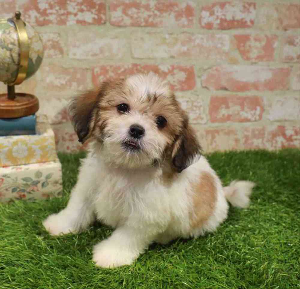 carousel pet images