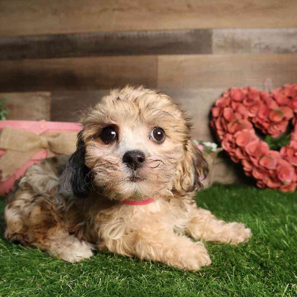 carousel pet images