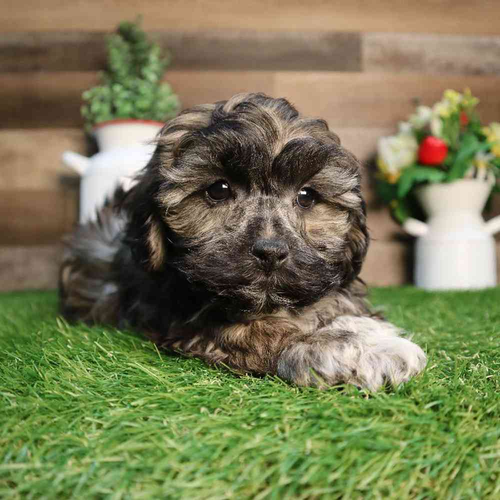 Male Shipoo Puppy for Sale in Blaine, MN