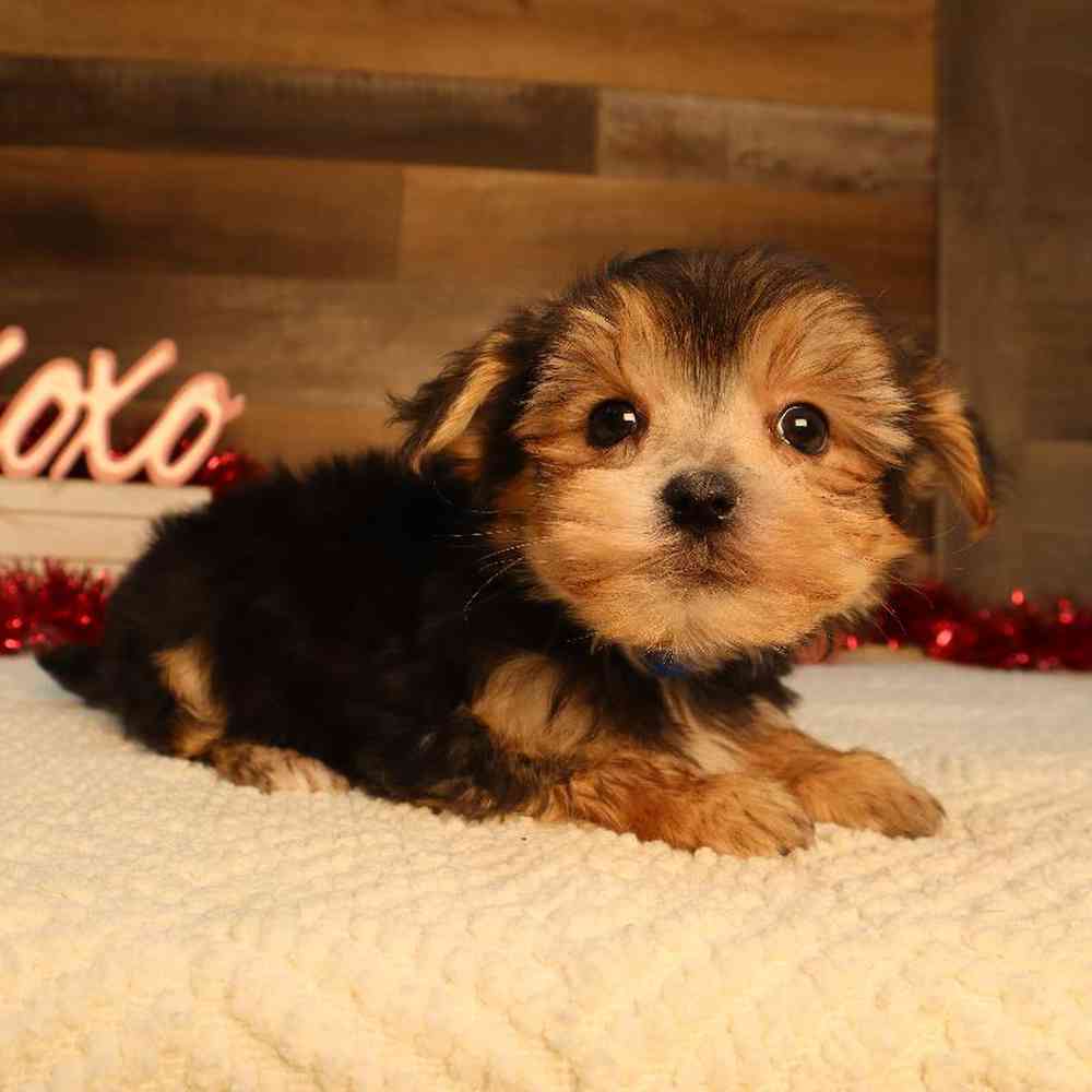 Image of a pet breed in the gallery