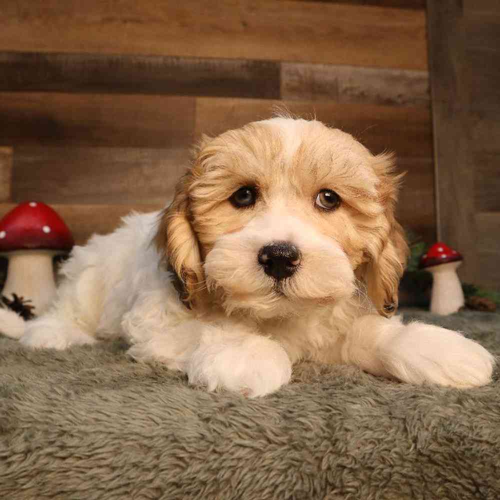 Male Shipoo Puppy for Sale in Blaine, MN
