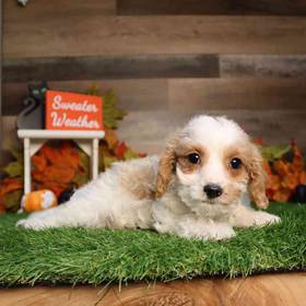 Cavapoo