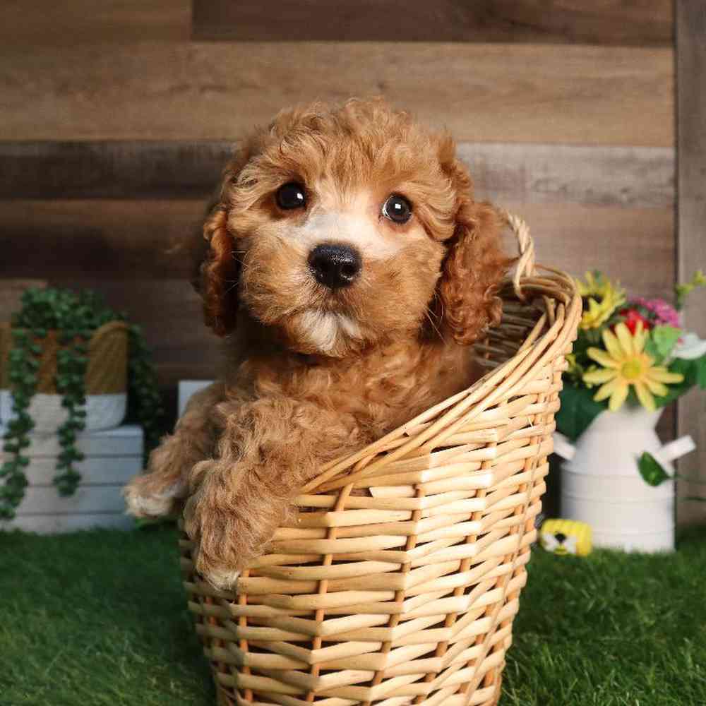 carousel pet images