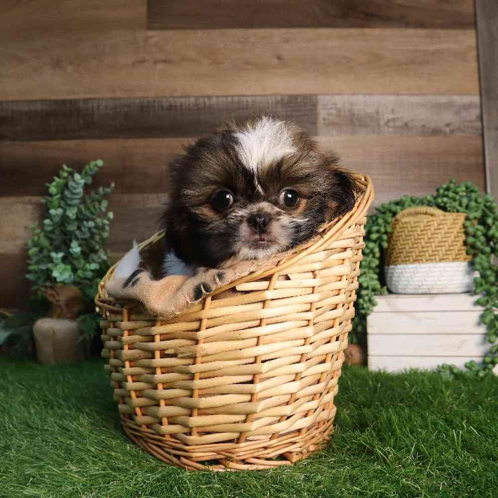carousel pet images