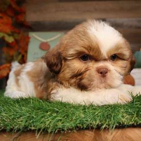 Shih Tzu