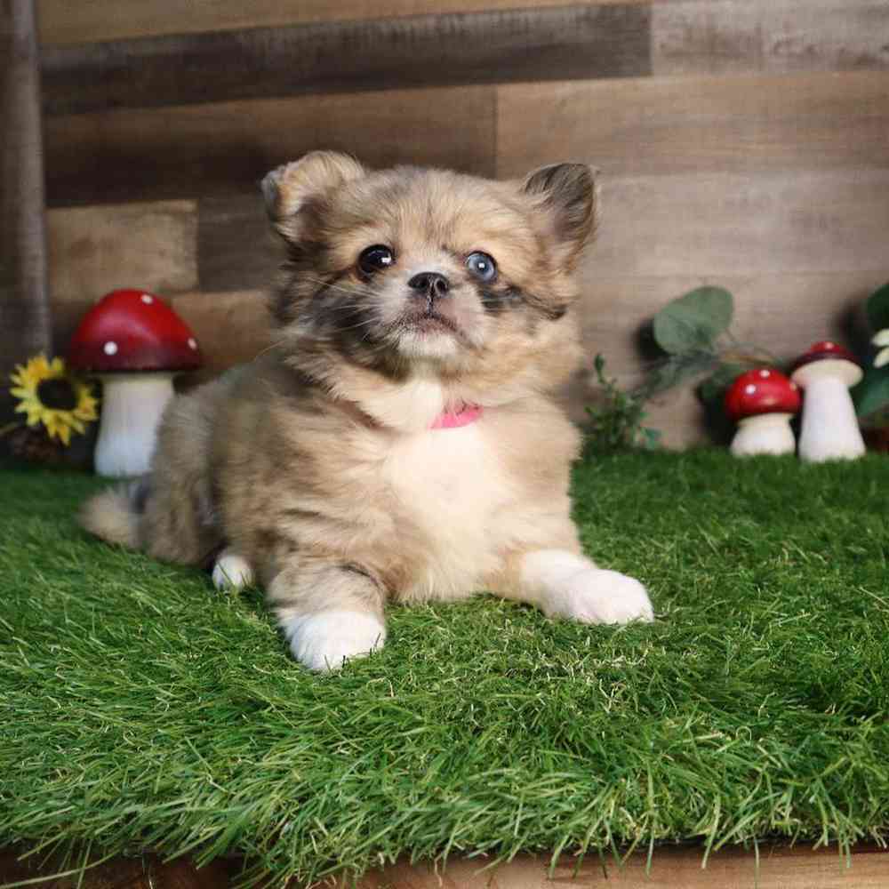 carousel pet images