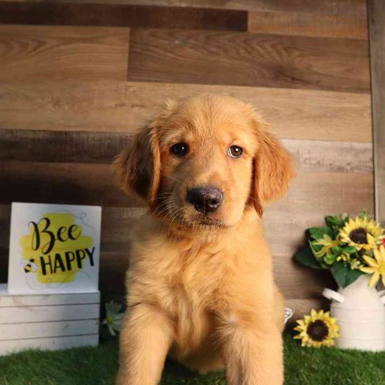 Goldilocks