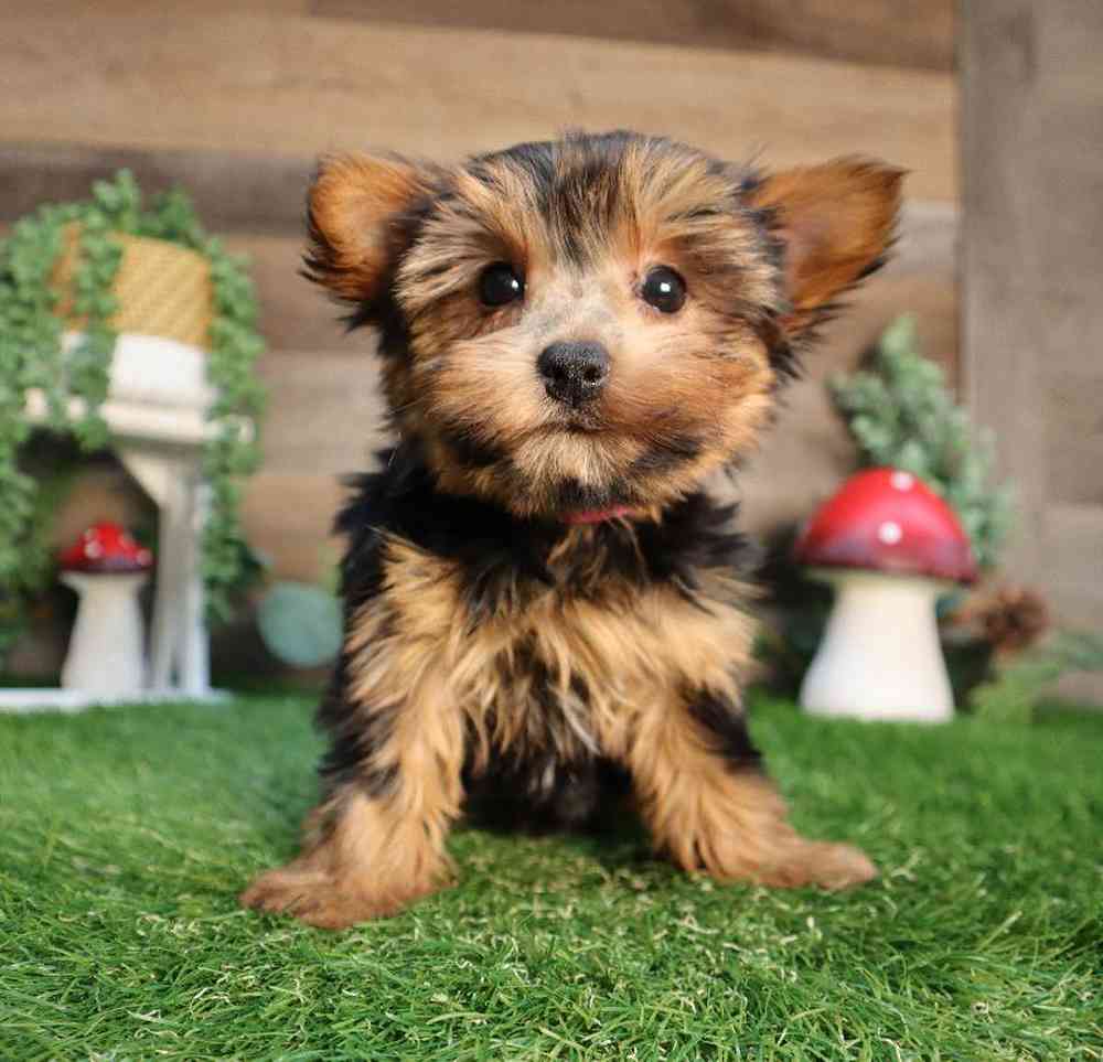 Female Yorkshire Terrier Puppy for Sale in Blaine, MN