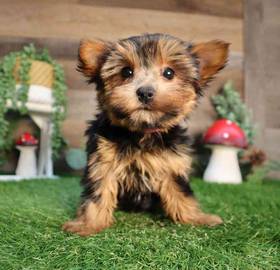 Yorkshire Terrier