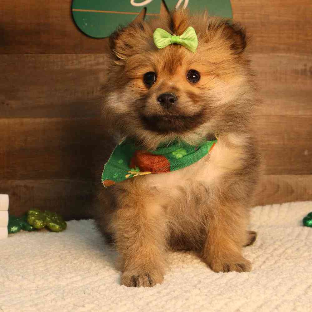 Female Pomeranian Puppy for Sale in Blaine, MN