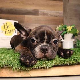 Frenchton