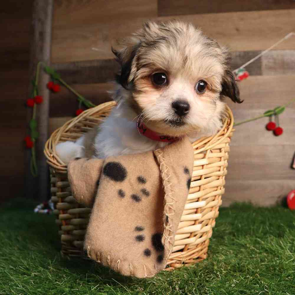 carousel pet images