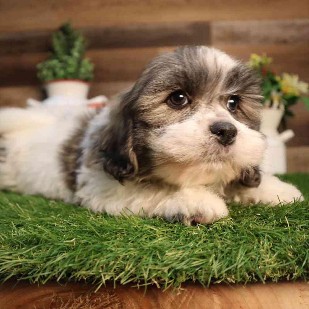 carousel pet images