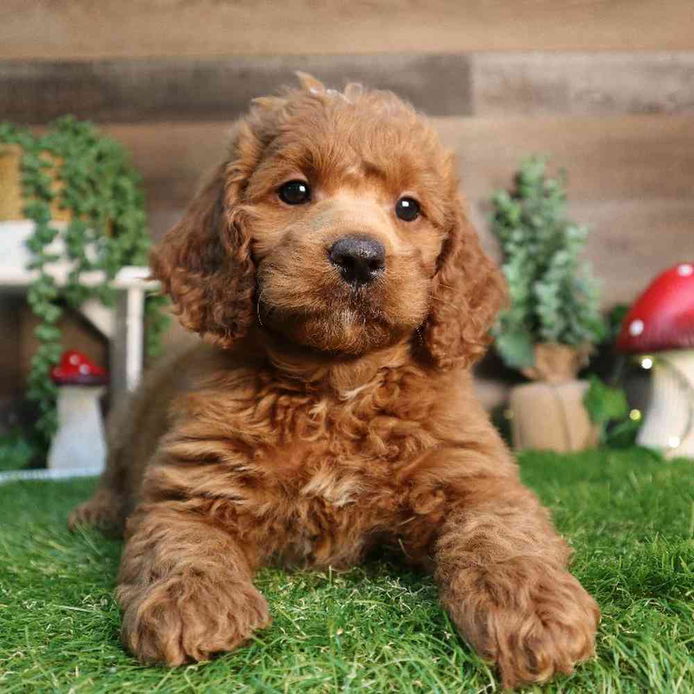 carousel pet images