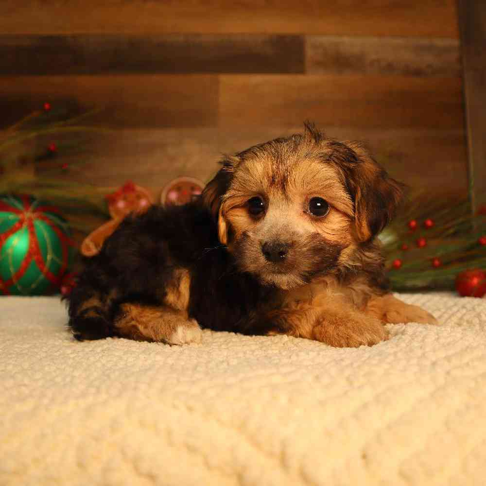 Male Morkie Puppy for Sale in Blaine, MN