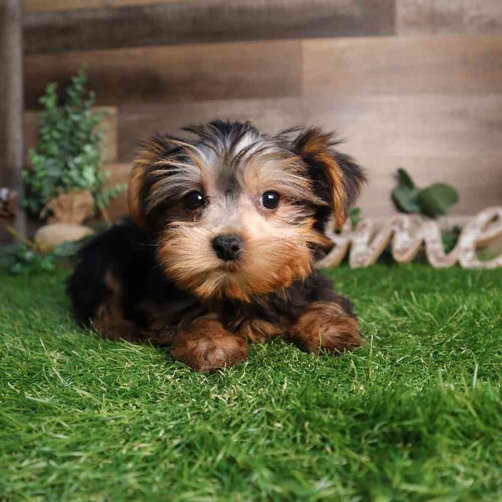 Male Yorkshire Terrier Puppy for Sale in Blaine, MN