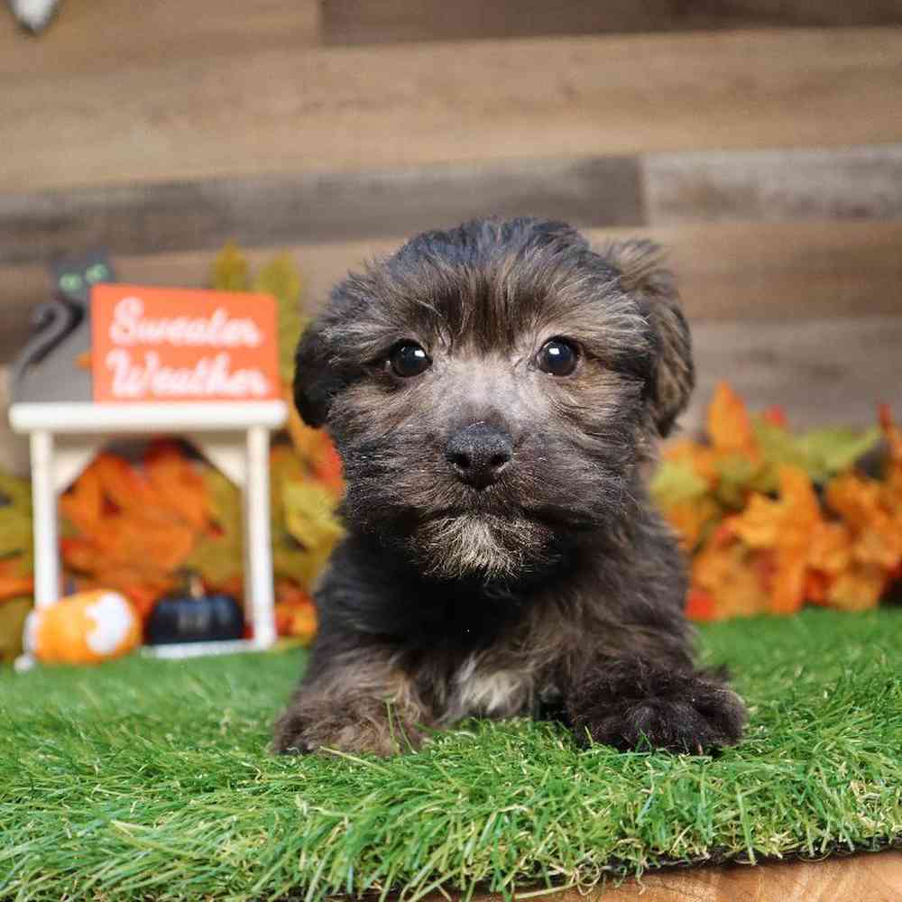 Male Yorkie-Poo Puppy for Sale in Blaine, MN